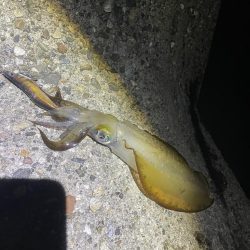 サイズがいい第2段^ ^