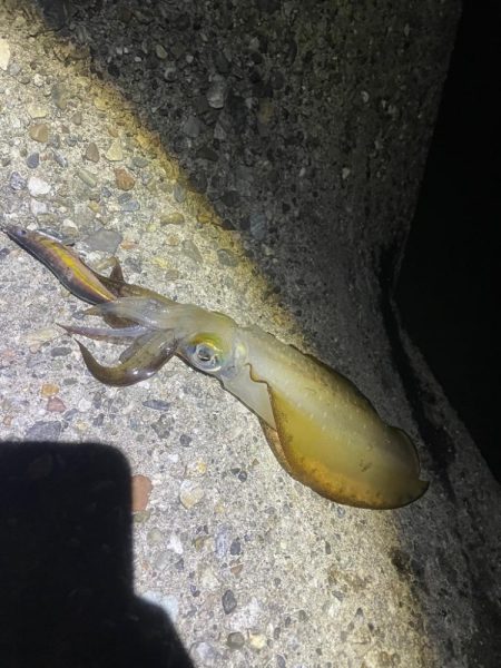 サイズがいい第2段^ ^