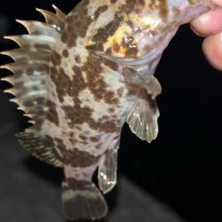 今秋はタケノコも多い？