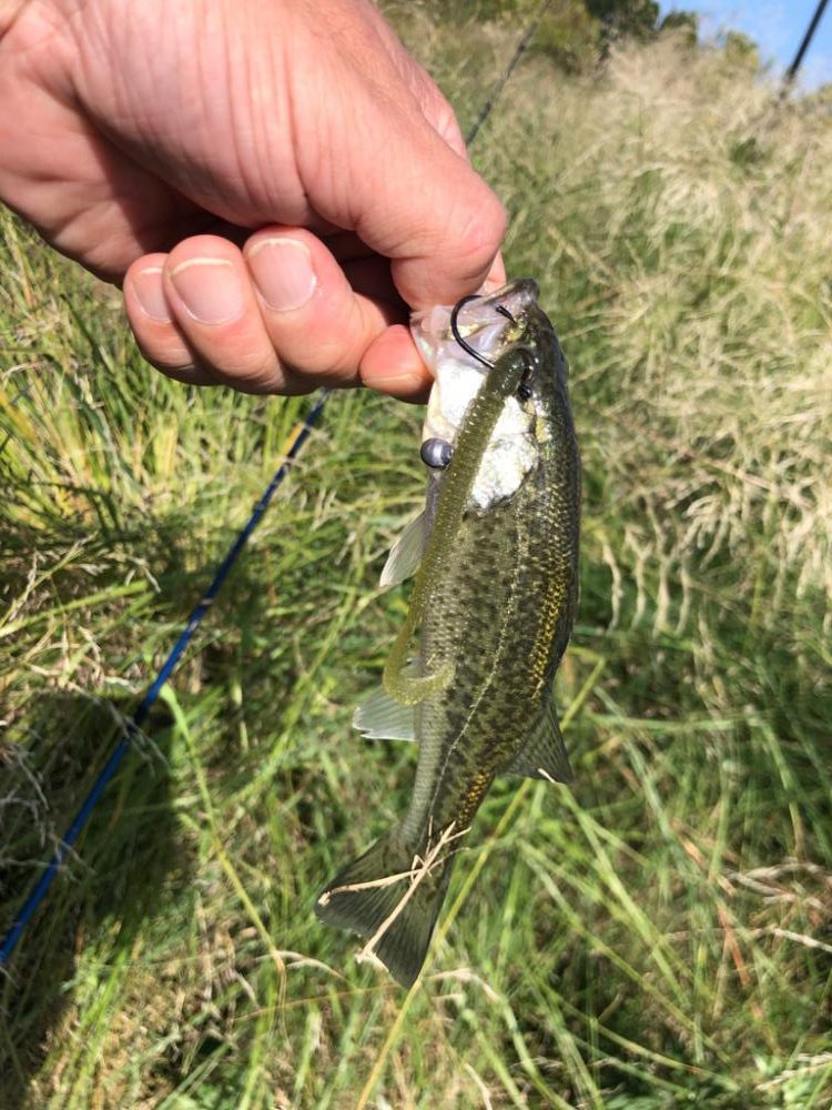 小バスしか釣れない