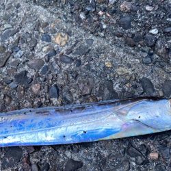 狙ってなかったが太刀魚