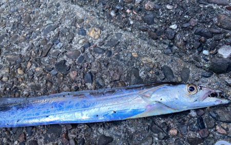 狙ってなかったが太刀魚