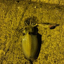 アジング　エギング調査