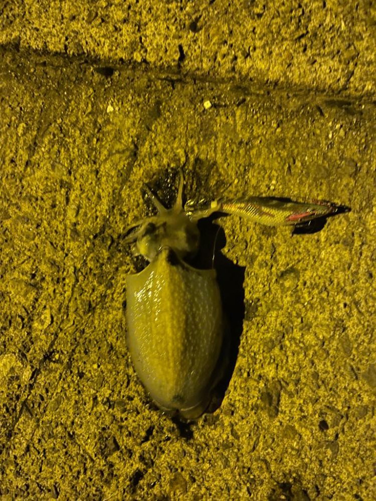 アジング　エギング調査