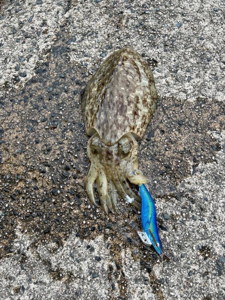 伊根デイエギング