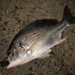 淀川のチニング