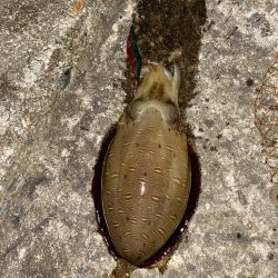 朝、夕まずめのアオリ狙い