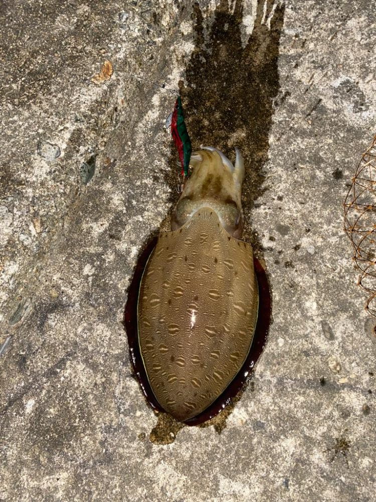 朝、夕まずめのアオリ狙い