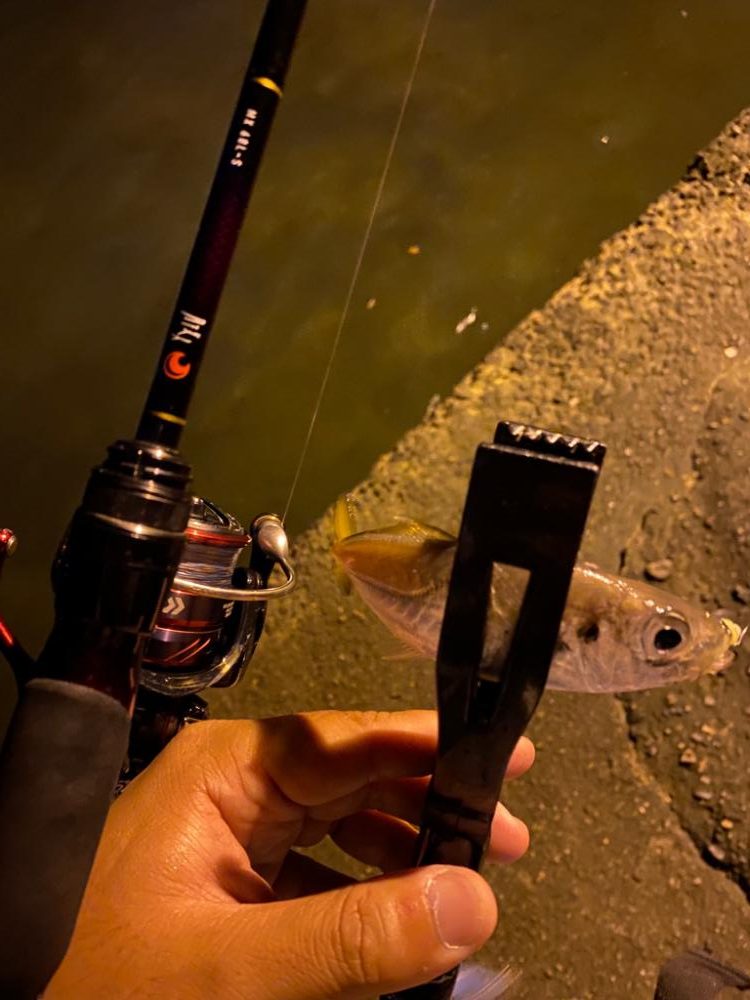 ア、アジング…