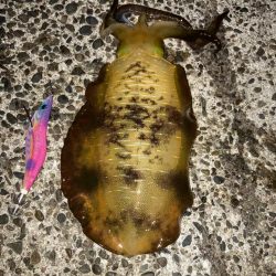 秋イカ！サイズアップ！