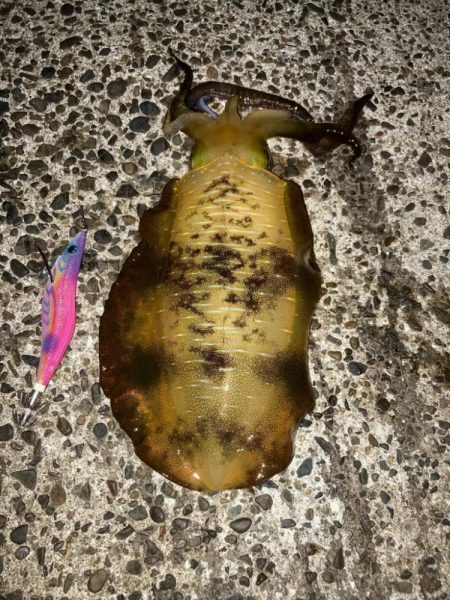 秋イカ！サイズアップ！