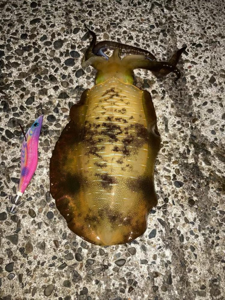 秋イカ!サイズアップ!