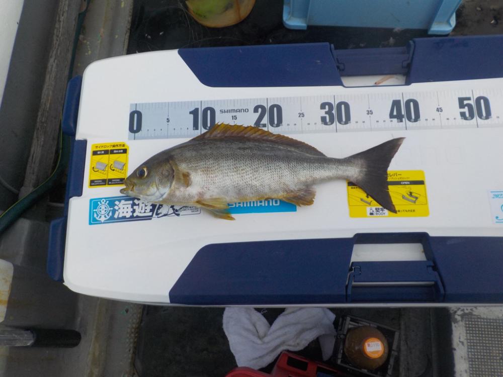 完全フカセ第2 戦→初天秤フカセ　〜倉丸〜