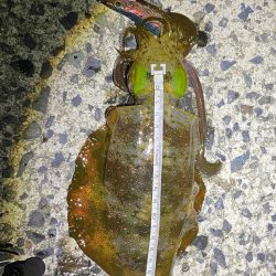 鳥取エギング21杯　