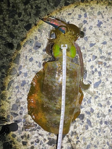 鳥取エギング21杯　