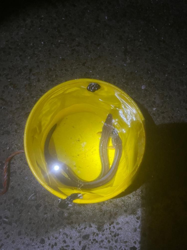 アナゴが真冬以外は釣れると聞いて……