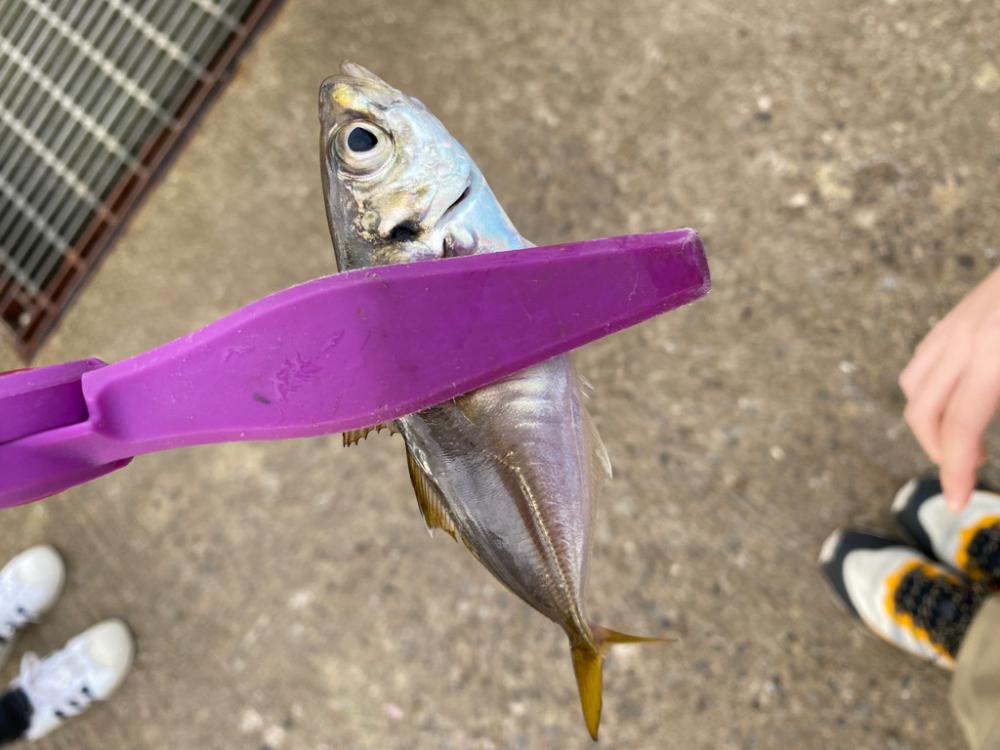 南港でサビキ