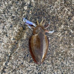 ひっさびさのイカ！