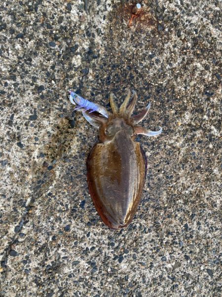 ひっさびさのイカ！