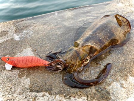 スクイッドジャンキーはオレンジが強いにゃ？…