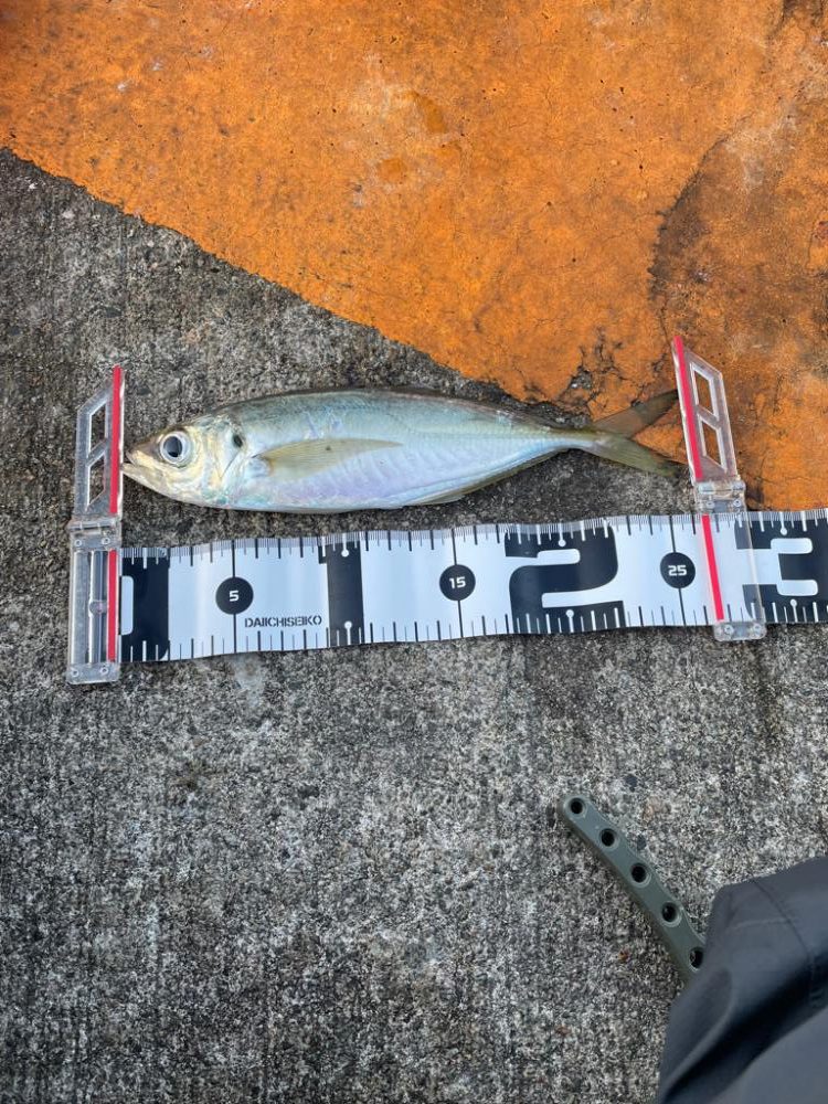 朝マズメアジング 好調25cm〜3匹