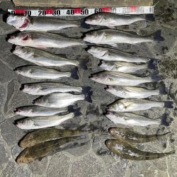 ボートシーバス