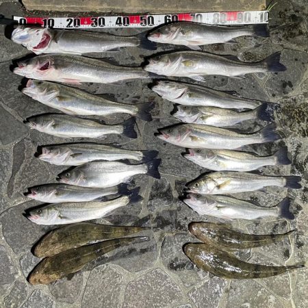 ボートシーバス