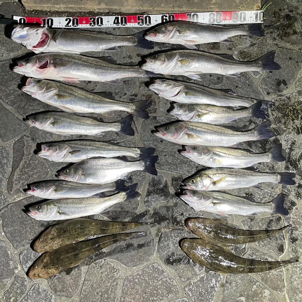 ボートシーバス