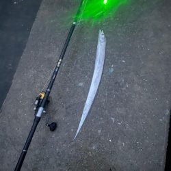 太刀魚釣れてます