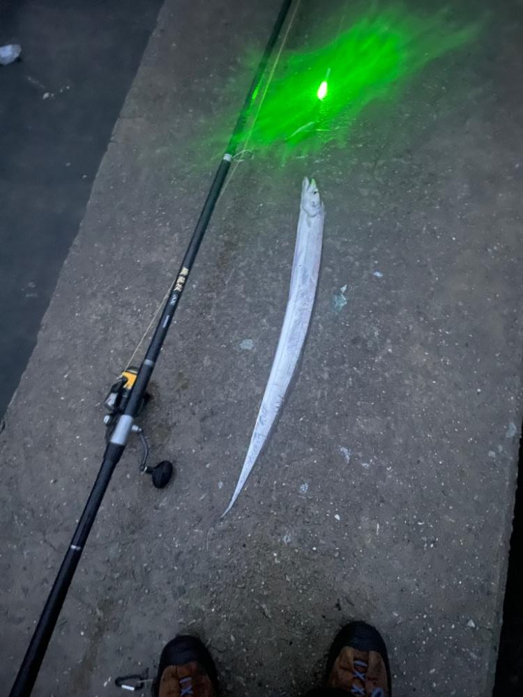 太刀魚釣れてます