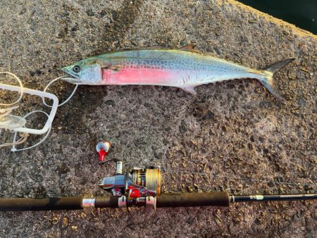 久しぶりのジギング