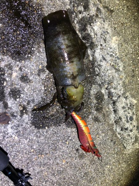 夜しか難しいのかも