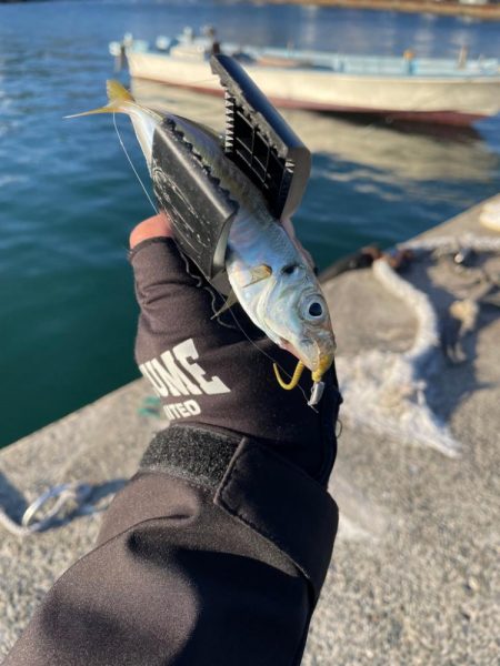 アジング~メバリング