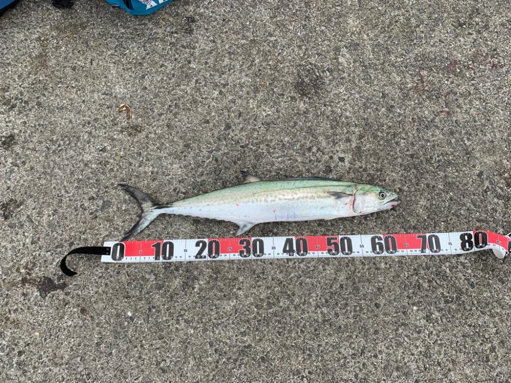 めっちゃ嬉しい初魚種