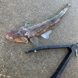 アジの群れが表層に