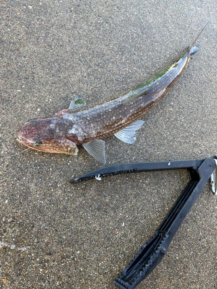 アジの群れが表層に