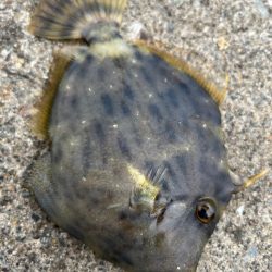 カワハギ　釣れてます