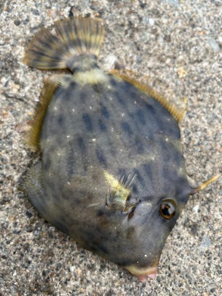 カワハギ　釣れてます