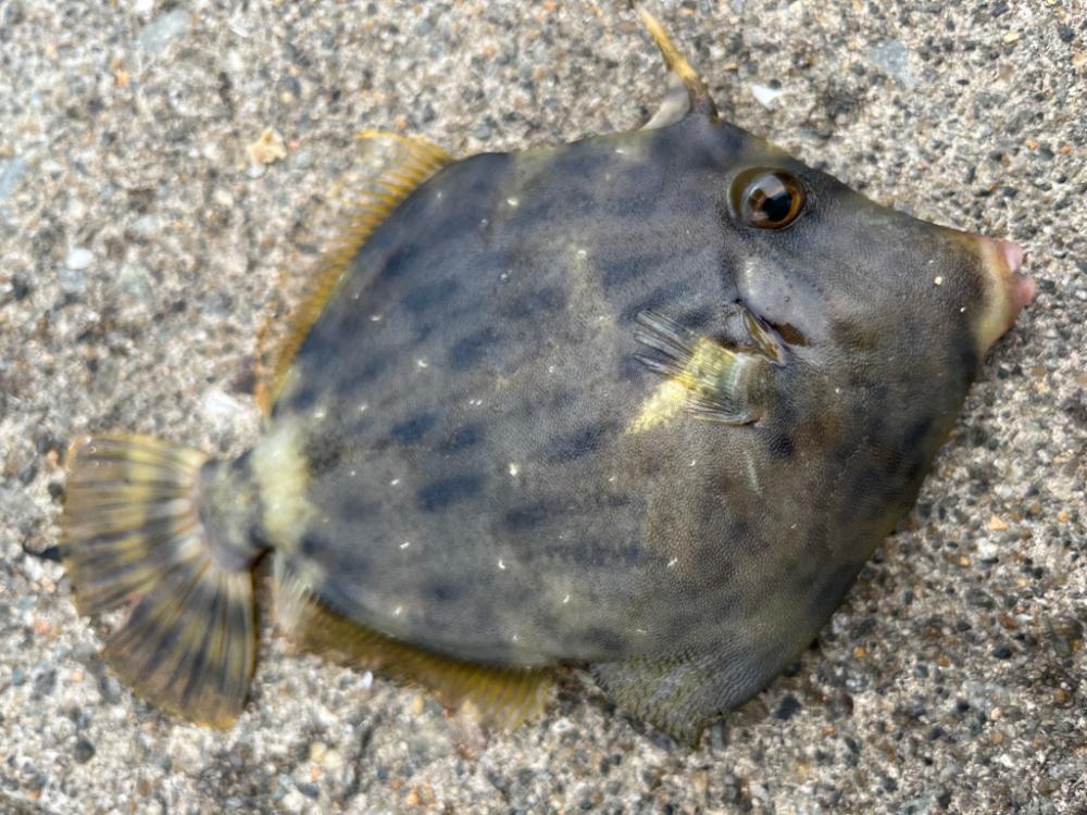 カワハギ　釣れてます