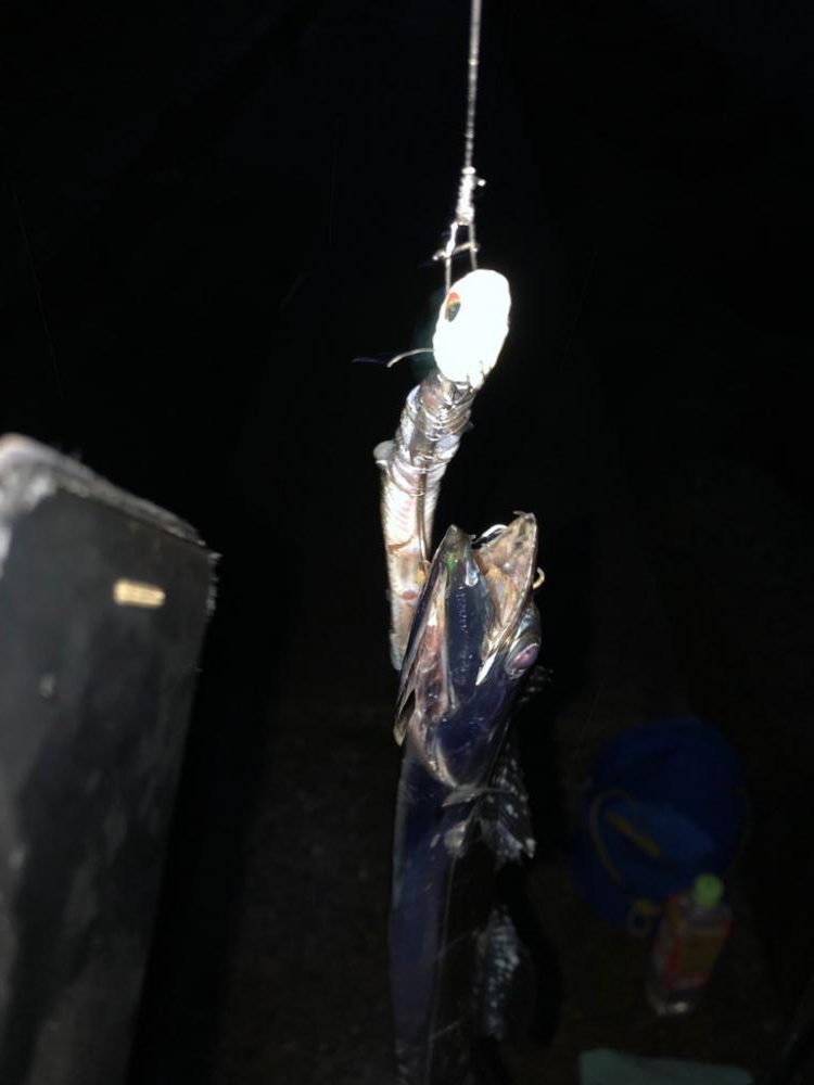 タチウオがいっぱい