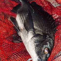 ヘチってきました