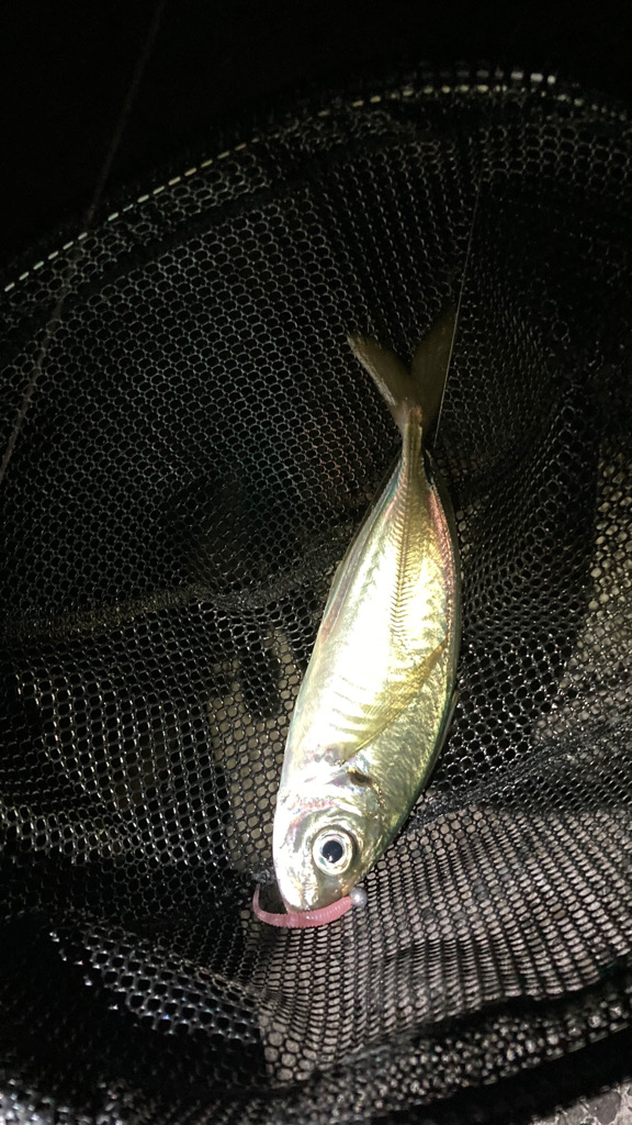 ジグ単アジング