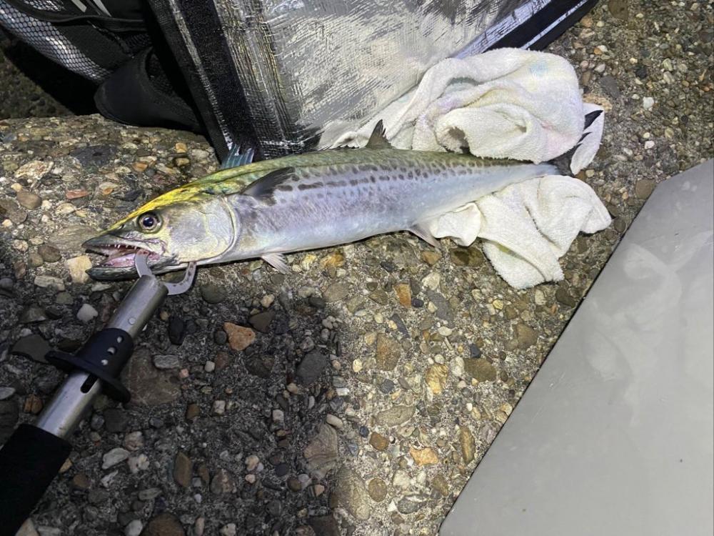 短い時合いで複数ゲット