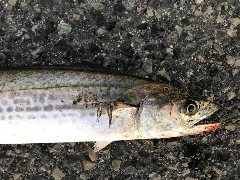 サゴシ 53cm