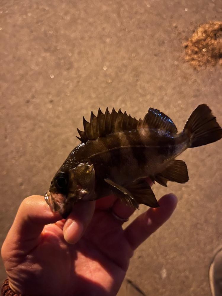 秋のライトゲーム