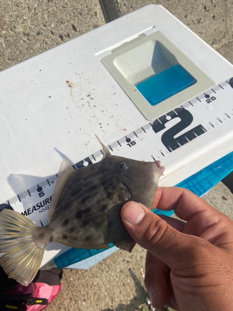 地味に初烏賊、ちょい投げシロギスタの二刀流