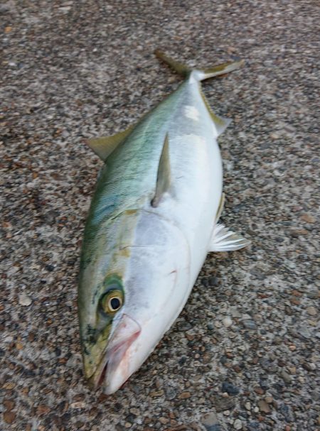 東二見ノマセ調査