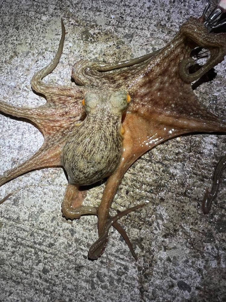 烏賊を探して三千里 Vol.4