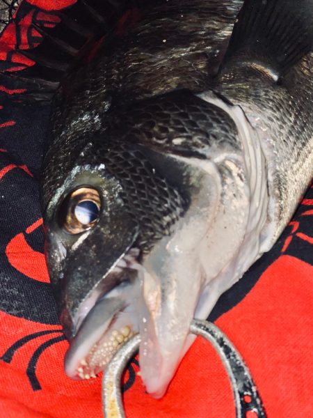 ヘチってきました