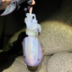 寒い中🥶でもナイトエギング…